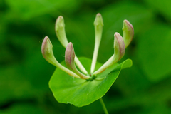 Lonicera caprifolium