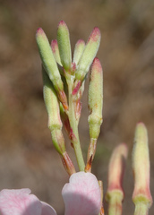 Oenothera sinuosa
