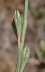 Oenothera sinuosa
