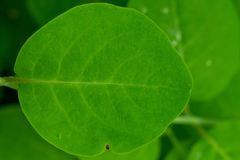Lonicera caprifolium