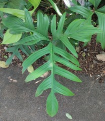 Philodendron pedatum