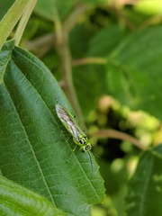 Rhogogaster chlorosoma
