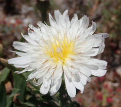 Malacothrix saxatilis saxatilis