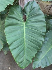 Araceae