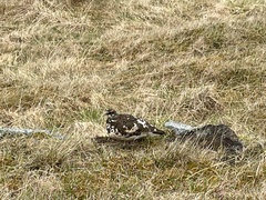 Lagopus muta islandorum