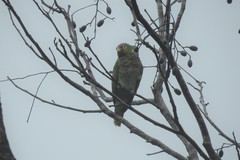 Amazona autumnalis
