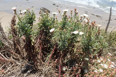 Malacothrix saxatilis saxatilis