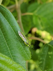 Rhogogaster chlorosoma