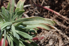 Malacothrix saxatilis saxatilis