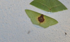 Nemoria astraea
