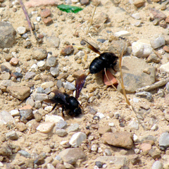 Megachile parietina