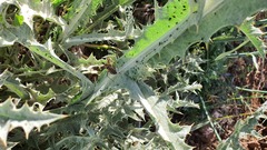 Rhynocoris punctiventris