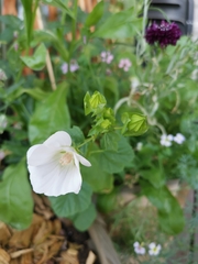 Malva moschata