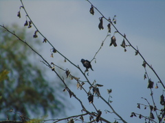 Volatinia jacarina