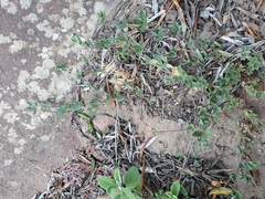 Lotus longisiliquosus