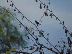Volatinia jacarina