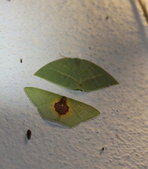 Nemoria astraea