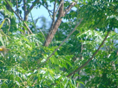 Icteria virens