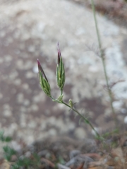 Crupina crupinastrum