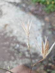Crupina crupinastrum