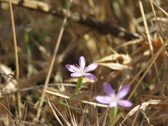 Dianthus strictus