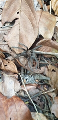 Citharacanthus meermani