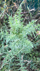 Carduus acanthoides