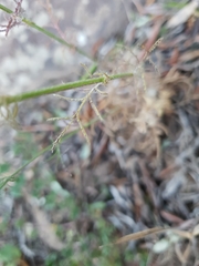 Crupina crupinastrum