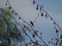 Volatinia jacarina