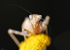 Ameles spallanzania