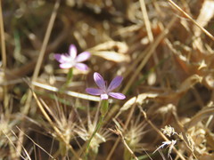 Dianthus strictus