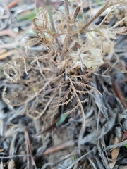 Crupina crupinastrum
