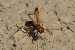 Cryptocheilus annulatus