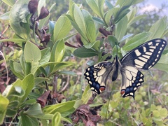Papilio machaon aliaska