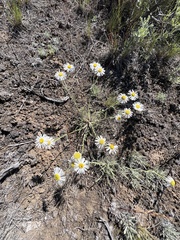 Erigeron filifolius