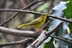 Myiothlypis flaveola