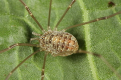 Opilio dinaricus