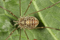 Opilio dinaricus