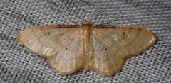 Idaea lutulentaria