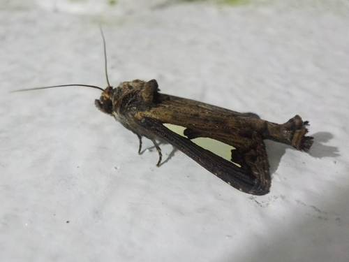 Notoplusia