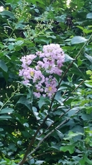 Lagerstroemia indica
