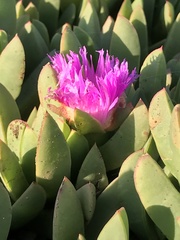 Carpobrotus chilensis
