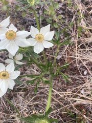 Anemonastrum sibiricum