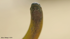 Anniella campi