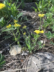 Draba spectabilis