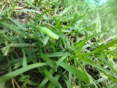 Tomostethus nigritus