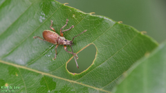 Cyphicerini
