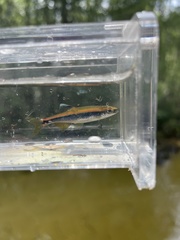 Pteronotropis hypselopterus