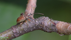 Cyphicerini