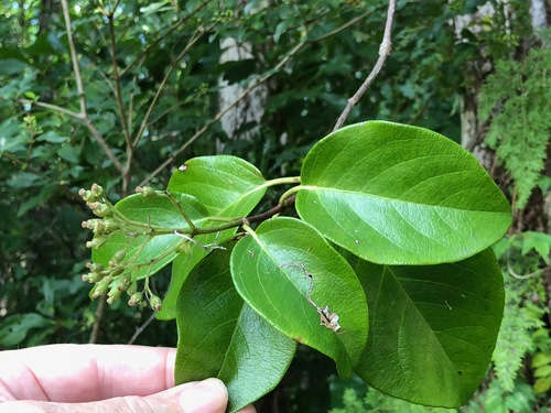 woodvamp (Decumaria barbara)